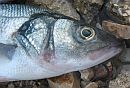 Fisch