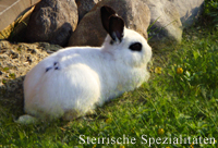 Hase auf der Wiese