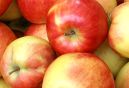 Obst, Saft & Most