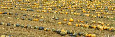 Ölkürbis Feld