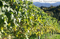 Weinreben