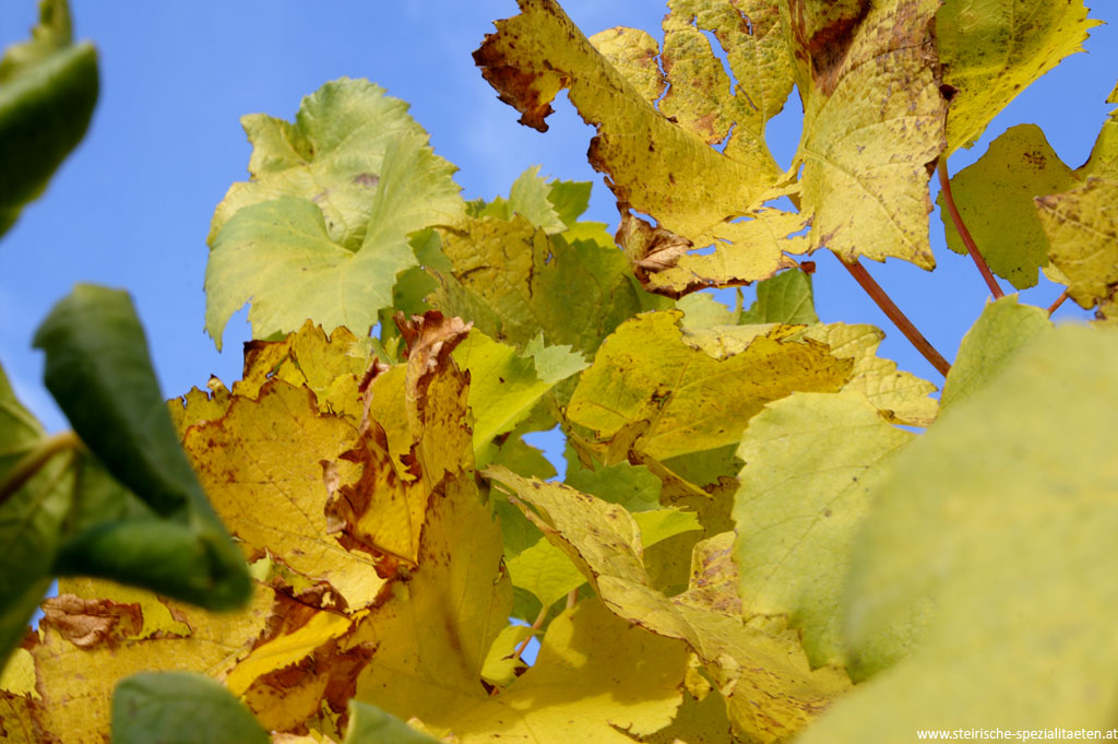 Bunte Blätter Herbst