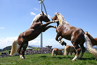 Rossauslassen auf der Sommeralm