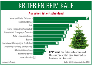 Christbaumstudie