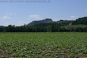 Kürbisacker mit Blick zur Riegersburg