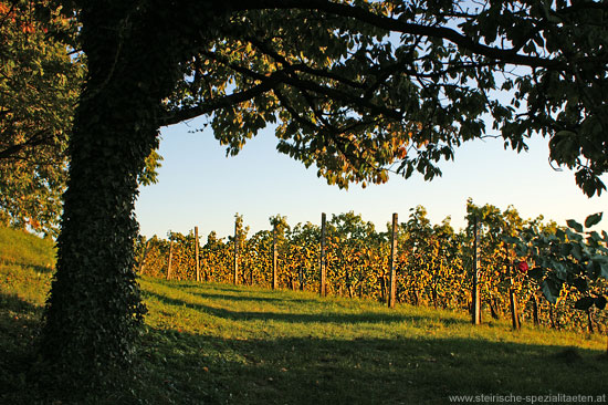 Sausaler Weinstrasse Weinreben