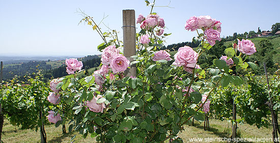 Rosen bei den Schilcher Weinreben