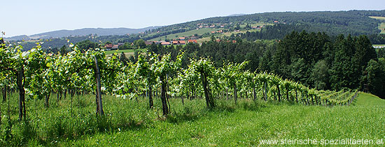 Schilcher Weinstraße Weinberge