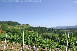 Weinberge bei Eichberg an der Südsteirischen Weinstraße