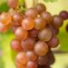 Gewürztraminer Weintrauben