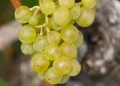 Müller Thurgau (Rivaner) Weintrauben