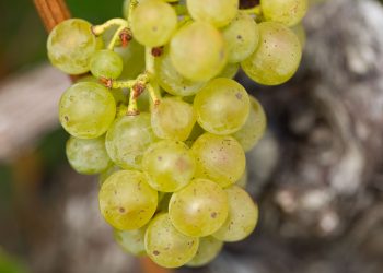 Müller Thurgau (Rivaner) Weintrauben