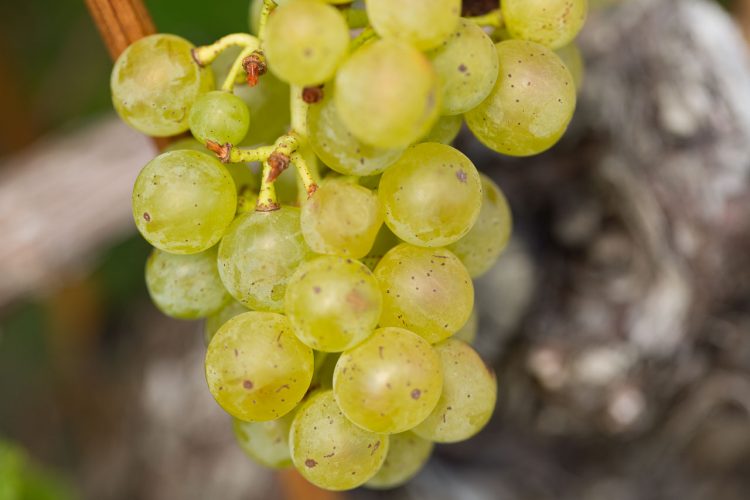 Müller Thurgau (Rivaner) Weintrauben