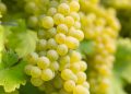 Sauvignon Blanc (Muskat-Sylvaner) Weintrauben