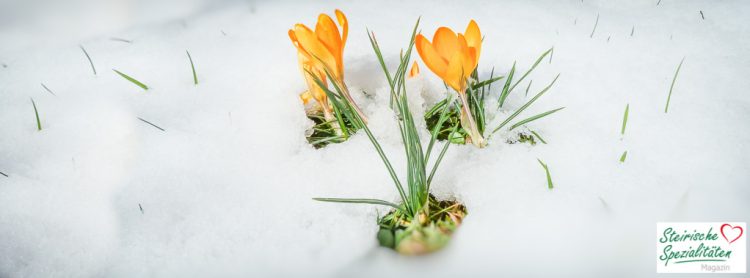 Frühlingsbeginn Österreich