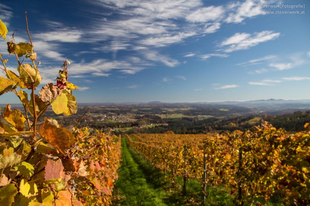 Schilcher Weinstraße Herbst