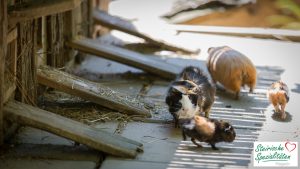 Tierischer Familienausflug in der Tierwelt Herberstein