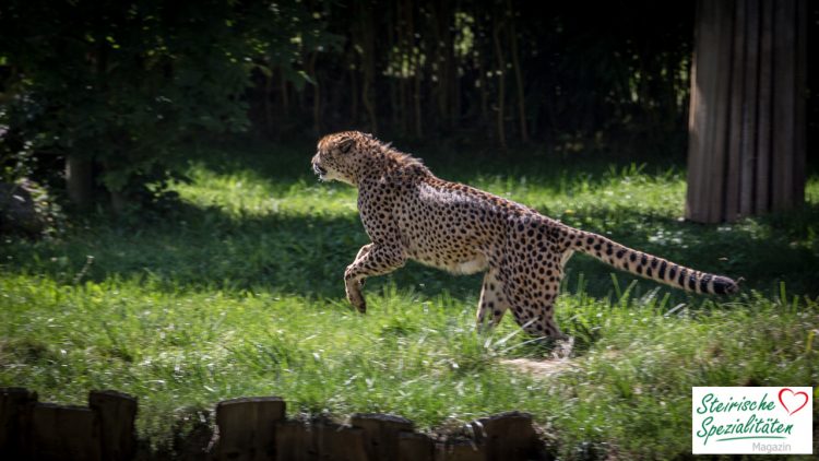 Laufender Gepard