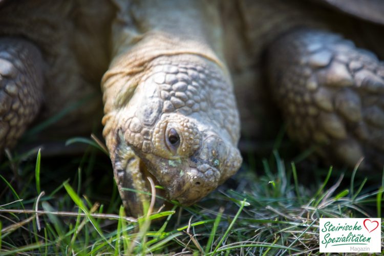 Schildkröte Tierpark