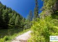 Wandern Alm Österreich