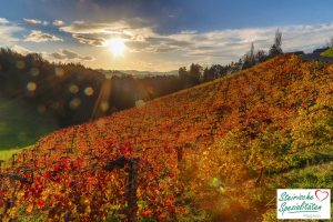 Weinberge leuchten im Abendrot