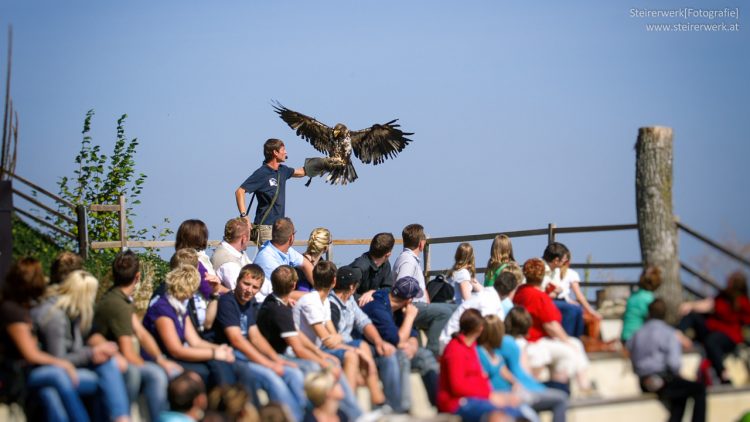 Greifvogel Flugschau Riegersburg