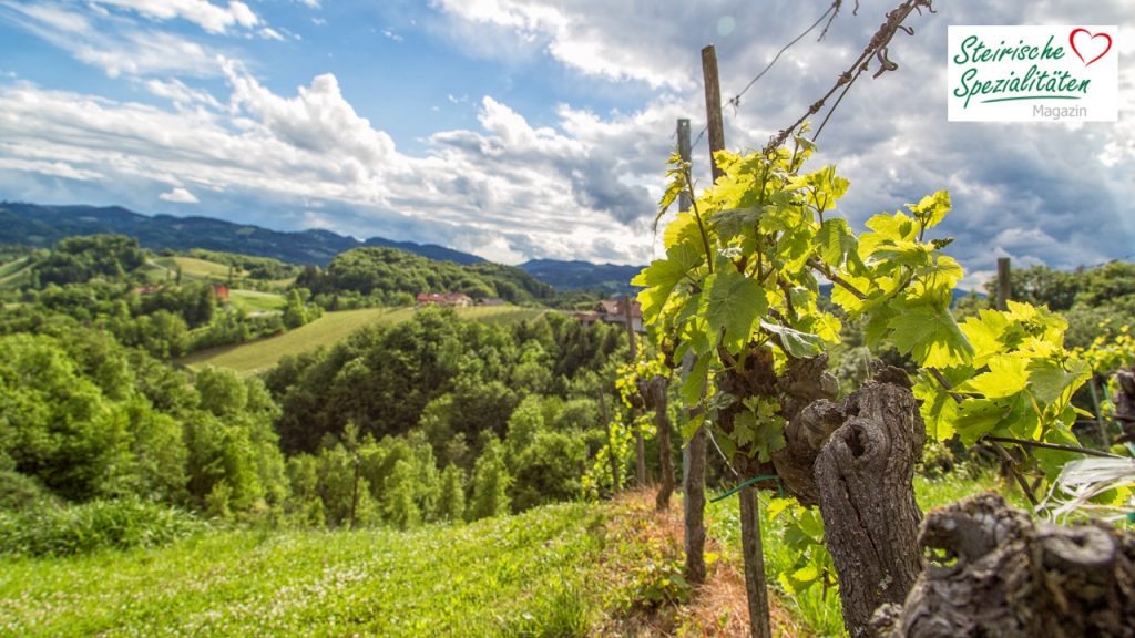 Weinrebe in der Steiermark