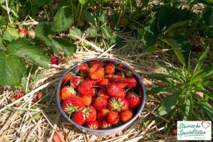 Erdbeeren pflücken