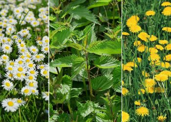 Löwenzahn Gänseblümchen Brennessel