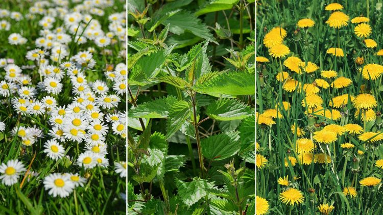 Löwenzahn Gänseblümchen Brennessel