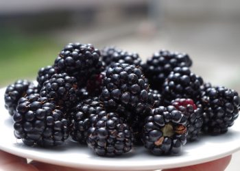 Brombeeren