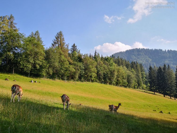 Heimische Tiere im Almenland