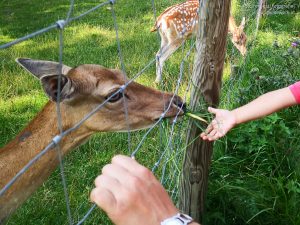 Rehe füttern im Ökopark Hochreiter