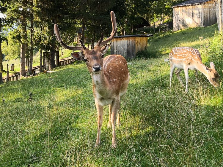 Tiere im Ökopark Hochreiter