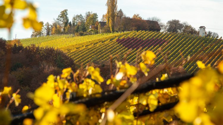 Weinherz in der Südsteiermark im Herbst