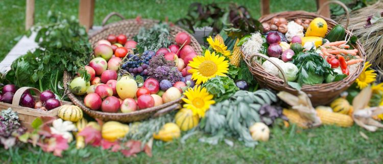 Saisonkalender Gemüse Obst