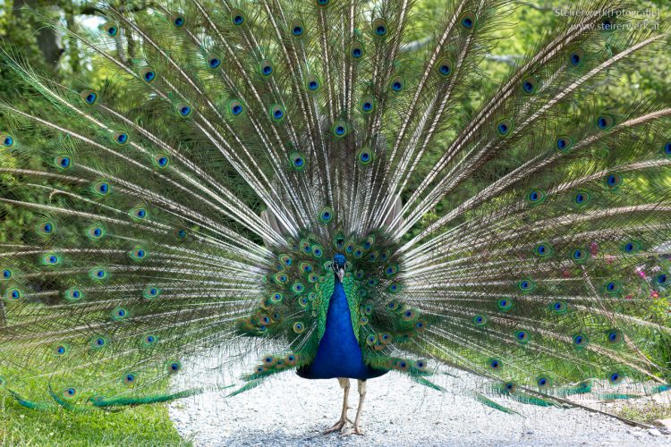 Pfau Schlosspark Eggenberg