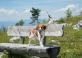 Ausflug mit Hund in der Steiermark