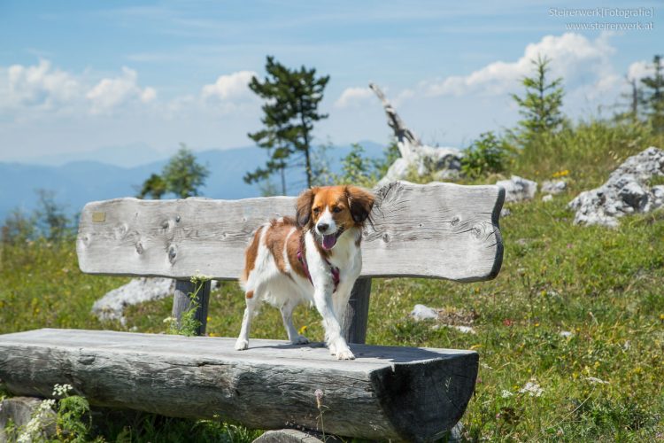 Ausflug mit Hund in der Steiermark