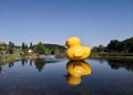 Gelbe Riesenente im Teich