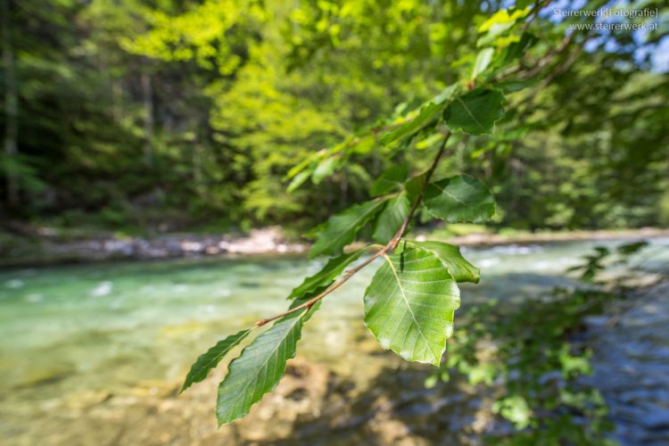 Ausflug in die Wildalpen