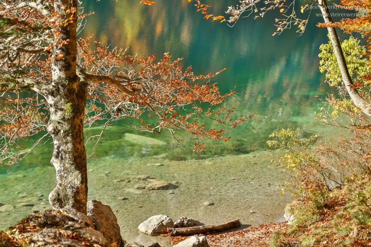 Natur am Leopoldsteinersee