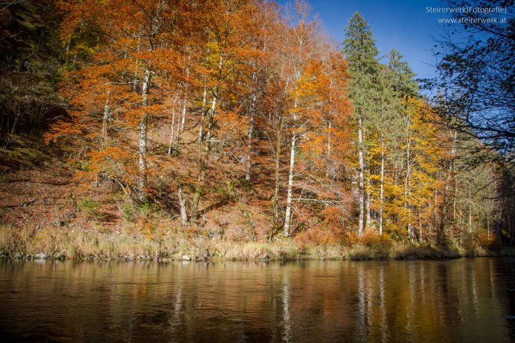 Salza Wildalpen Herbst Bäume