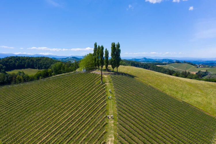 Genusswandern Südsteiermark