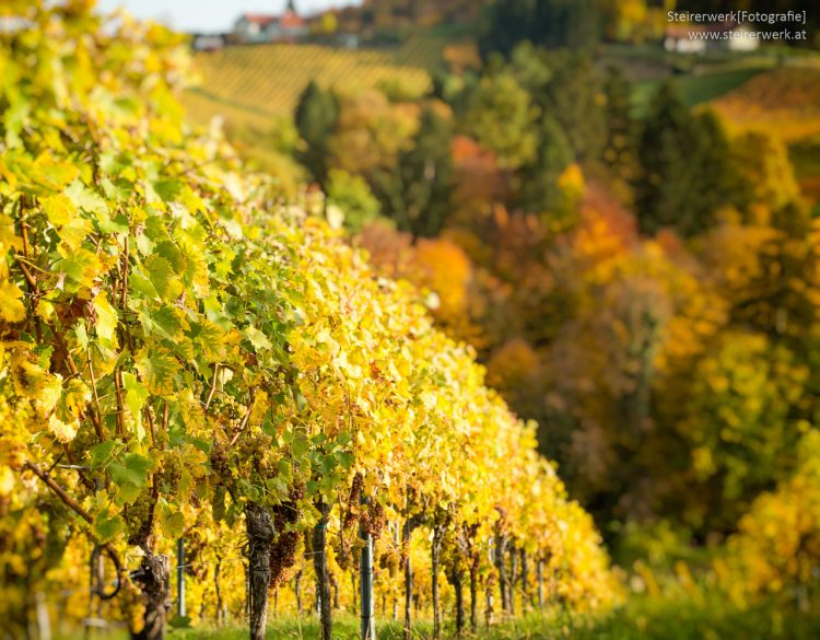 Südsteiermark Herbst Farben