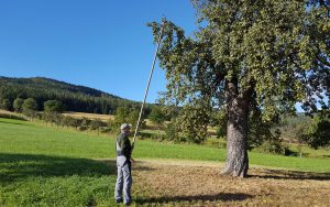 Hirschbirnen Ernte