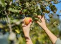 Obst ernten