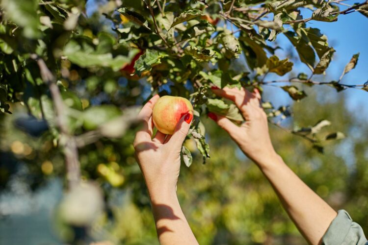 Obst ernten