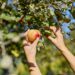 Obst ernten